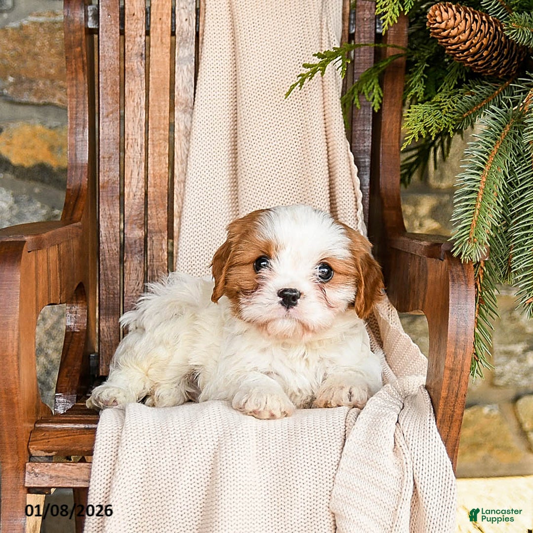 Cavapoo dogs for sale: Cheddar - Ad 3