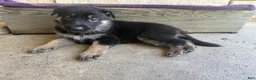 German Shepherd dogs for sale: May - Ad 5