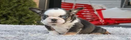French Bulldog dogs for sale: Sheba - Ad 3