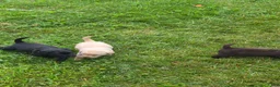 Labrador Retriever dogs for sale: Puppy 4 - Ad 5