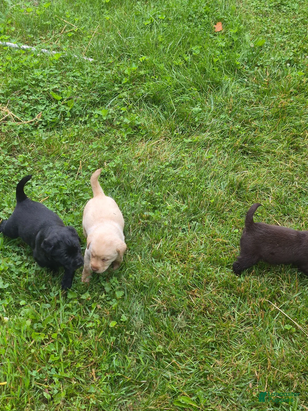 Labrador Retriever dogs for sale: Puppy 4 - Ad 5