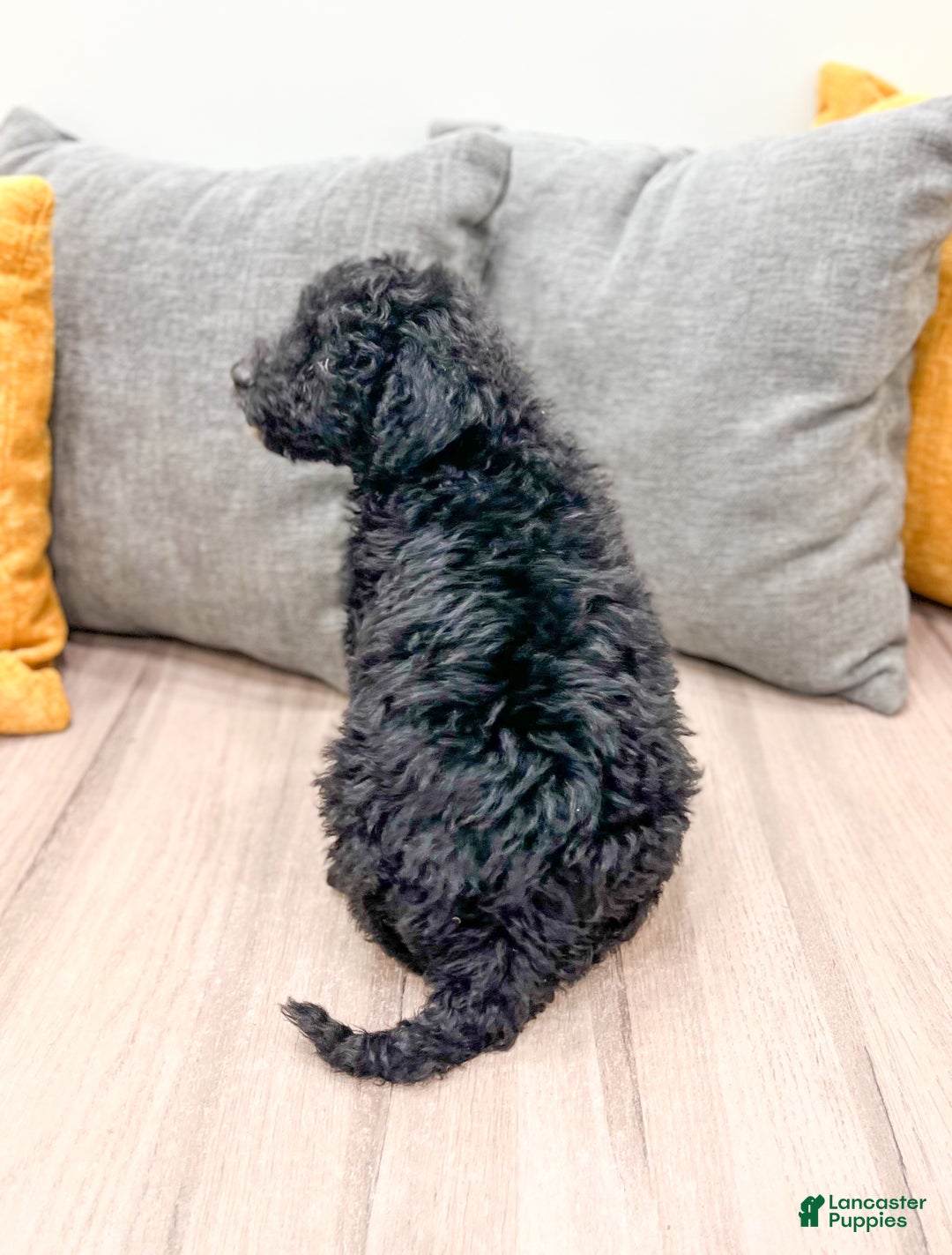 Mini Bernedoodle dogs for sale: Manny - Ad 7