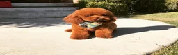 Goldendoodle dogs for sale: Cole - Ad 5