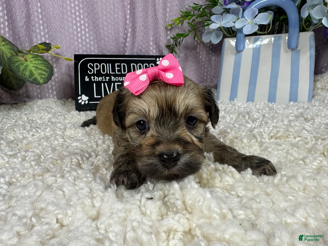 Havanese dogs for sale: Havanese 5 - Ad 1