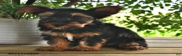 Yorkshire Terrier dogs for sale: Bandit - Ad 4