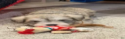 Miniature Schnauzer dogs for sale: Miniature Schnauzer Puppy 1 - Ad 2