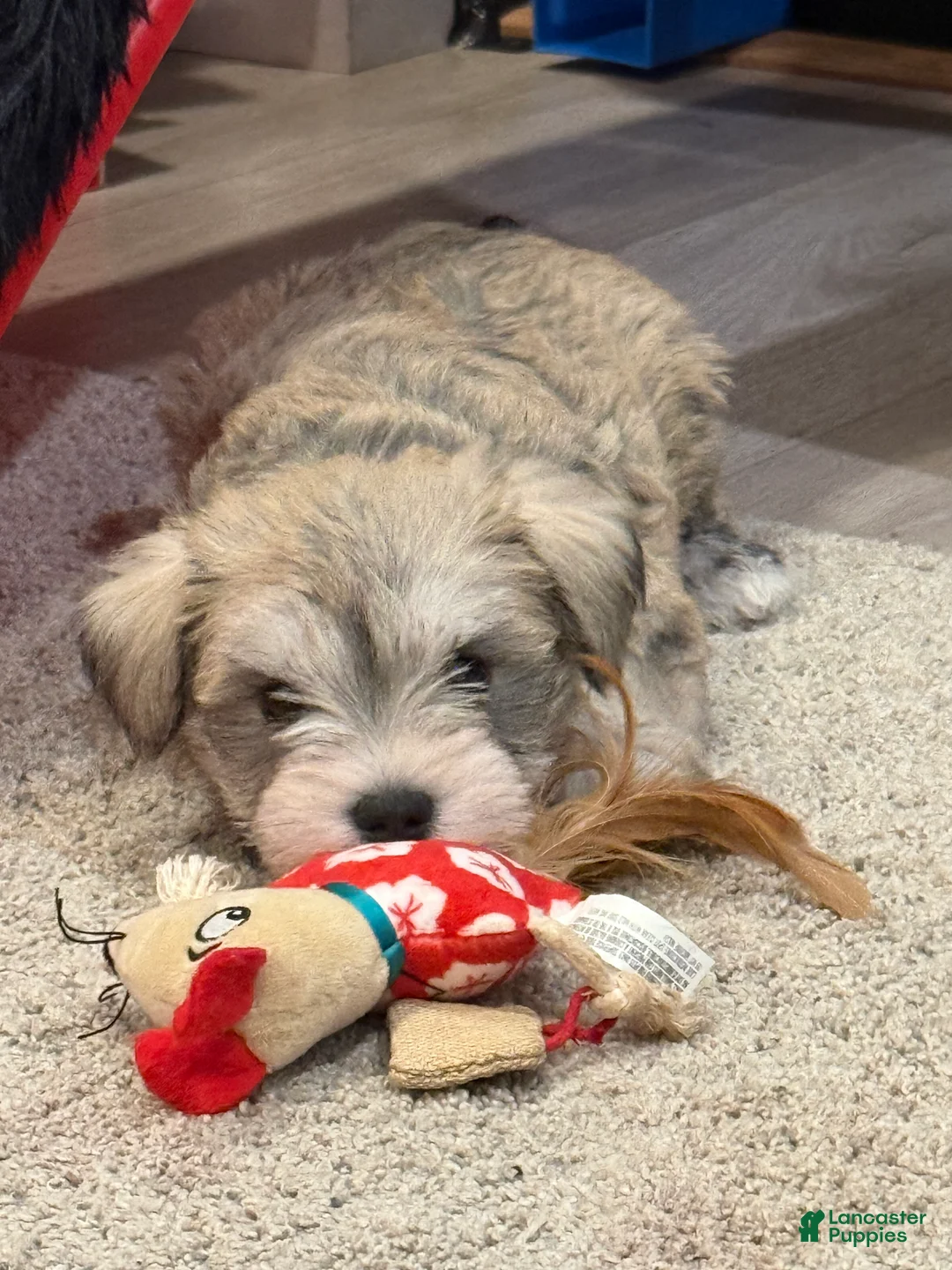 Miniature Schnauzer dogs for sale: Miniature Schnauzer Puppy 1 - Ad 2