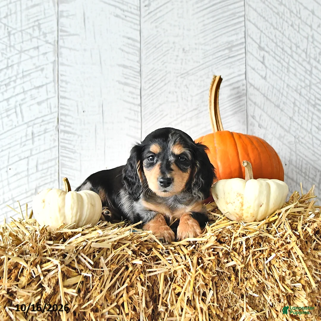 Miniature Dachshund dogs for sale: Milo - Ad 1