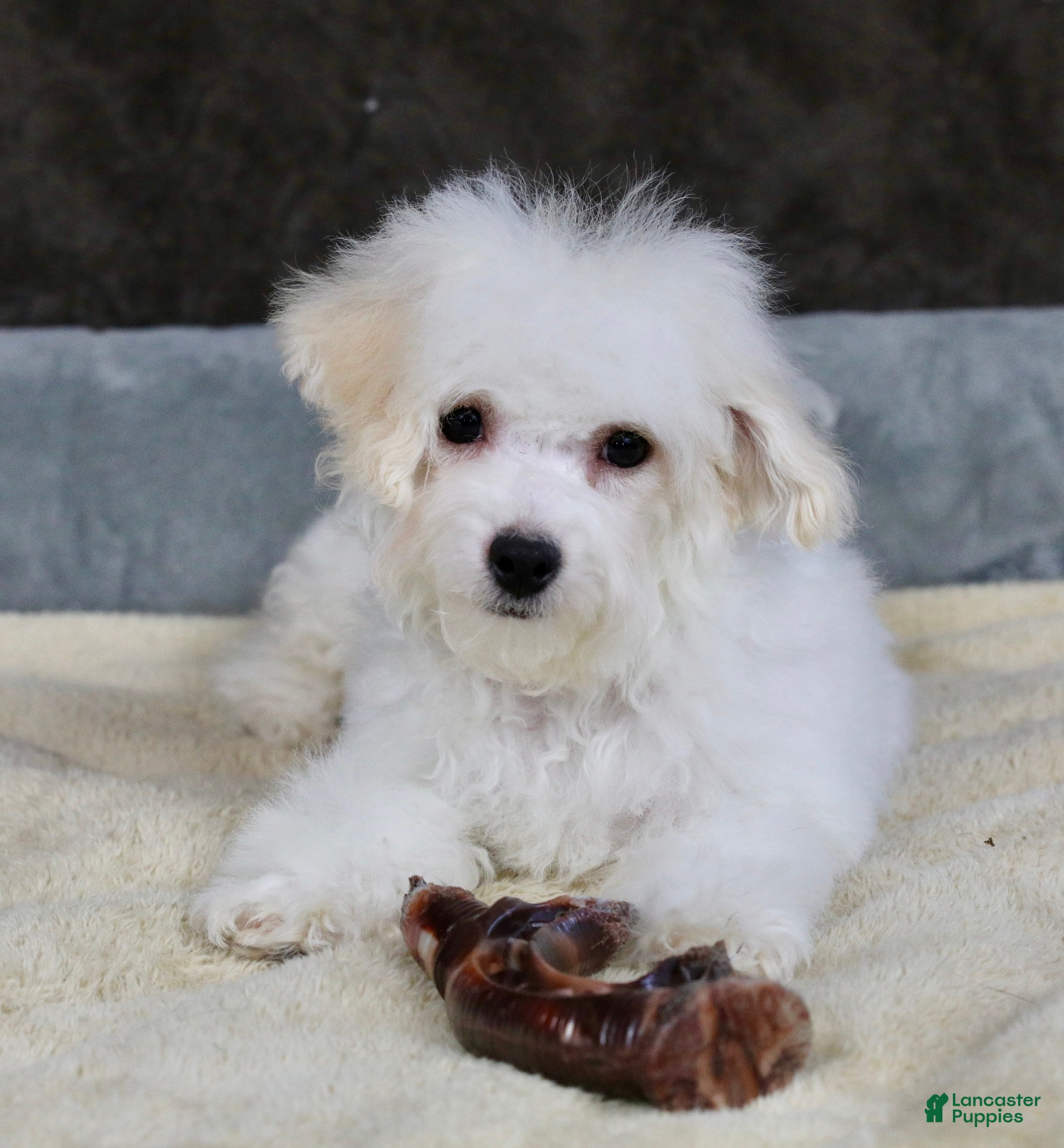 Teddy Bear dogs Dasher - Ad 2