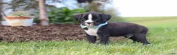Boxer dogs for sale: Lance - Ad 9