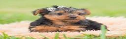 Yorkshire Terrier dogs for sale: Mickey - Ad 4