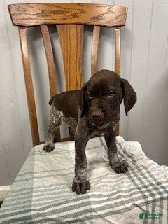 German Shorthaired Pointer dogs Bear - Ad 2