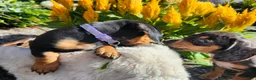 Miniature Dachshund dogs for sale: Zurie - Ad 19
