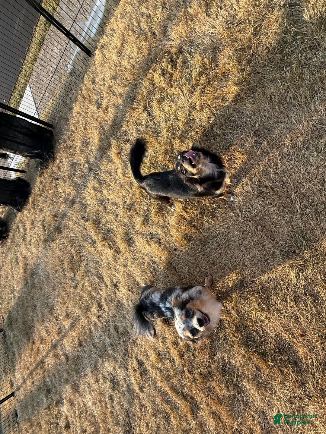 Chihuahua dogs for sale: Gemini - Ad 5