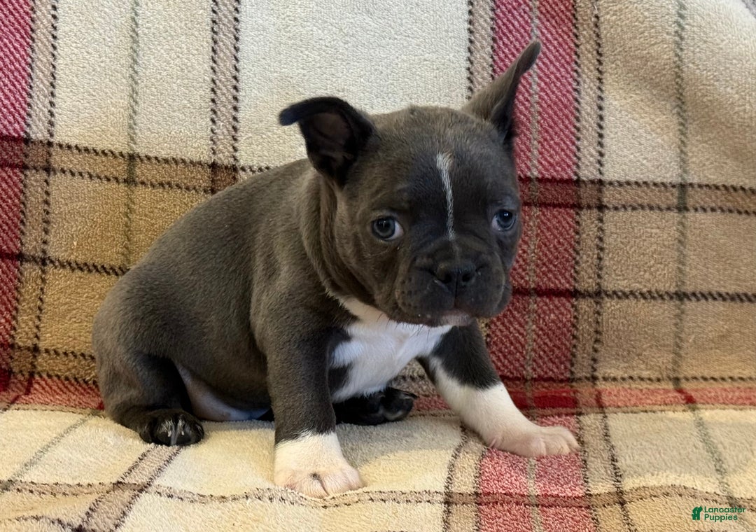 Frenchton dogs for sale: Trish - Ad 5