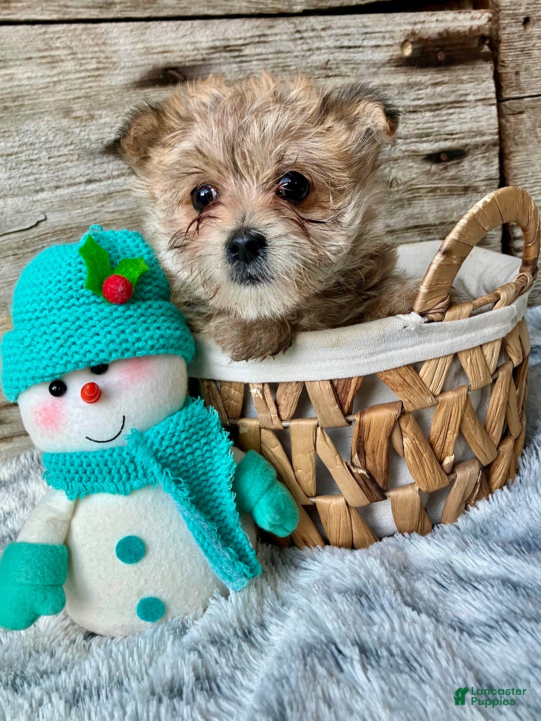 Morkie dogs for sale: Daisy - Ad 4