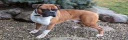 Boxer dogs for sale: Eric - Ad 1
