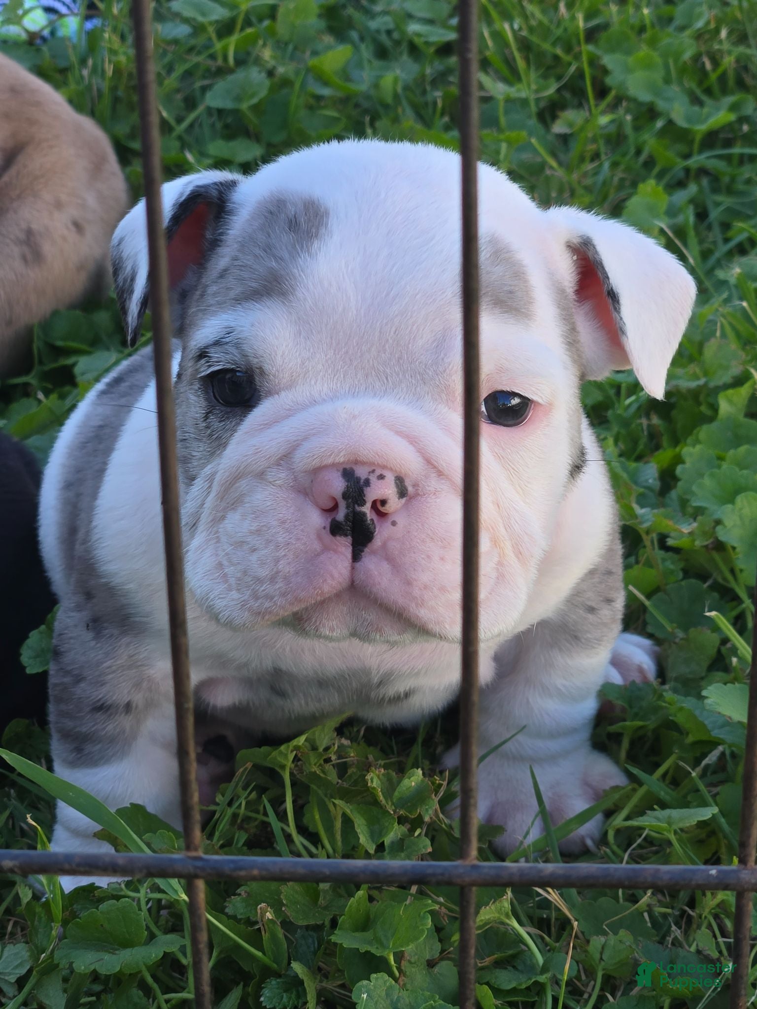 English Bulldog dogs Toby - Ad 1