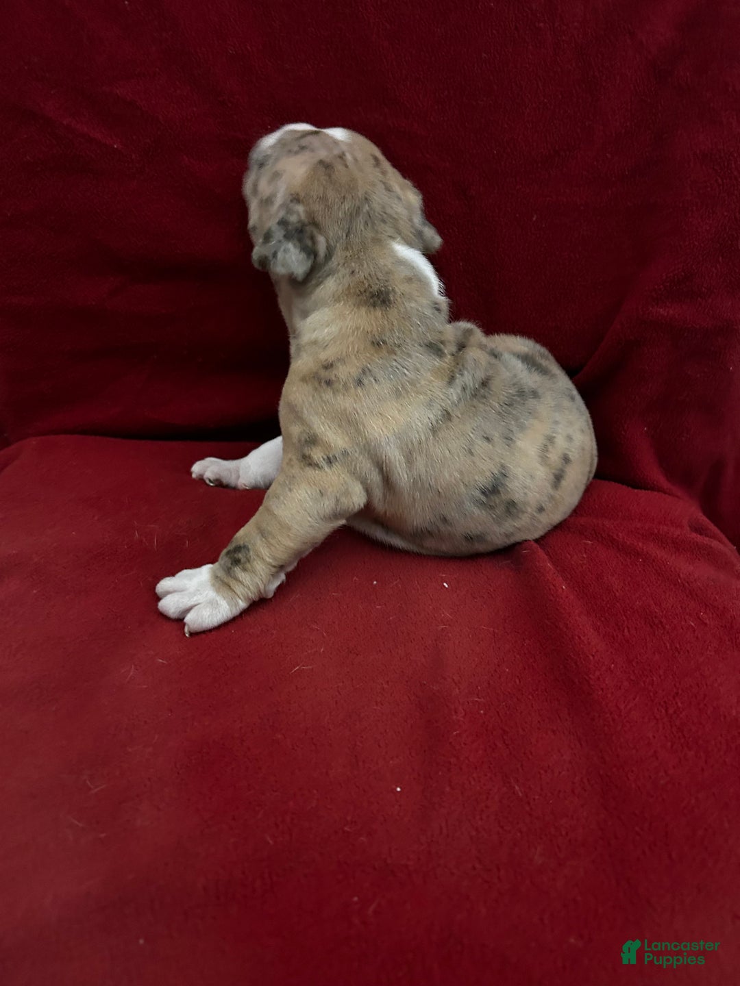 American Bully dogs for sale: American Bully Puppy 1 - Ad 14