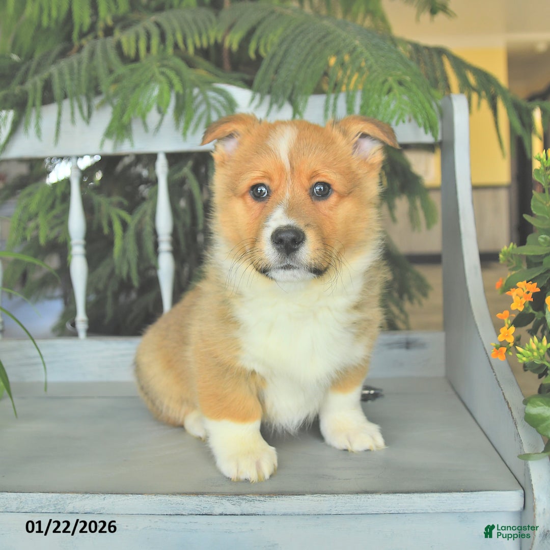 Welsh Corgi Pembroke dogs for sale: Eric  - Ad 2