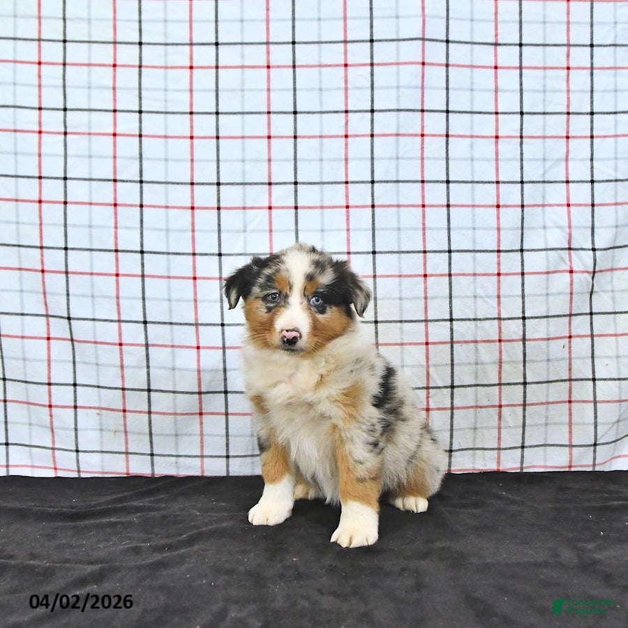 Australian Shepherd dogs Pixie - Ad 1