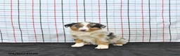 Australian Shepherd dogs for sale: Pixie - Ad 1