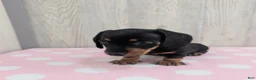 Miniature Dachshund dogs for sale: Sierra - Ad 5