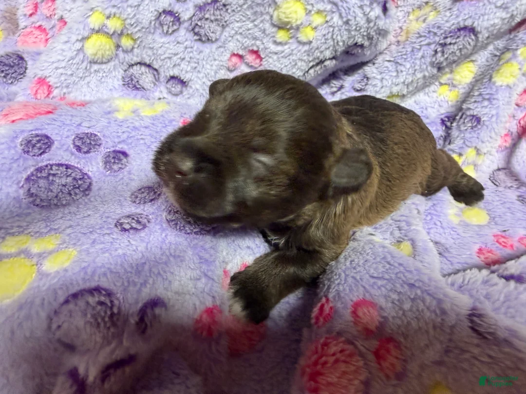 Miniature Schnauzer dogs for sale: Miniature Schnauzer 4 - Ad 2