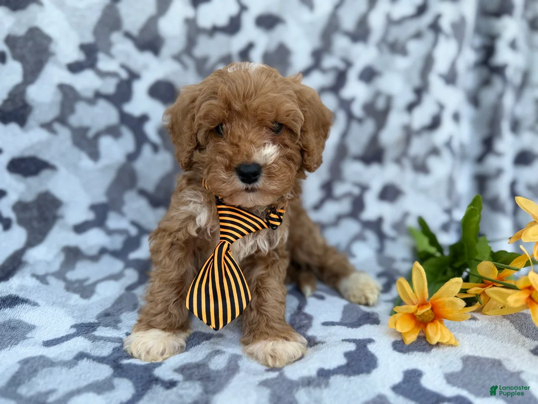 Cavapoo dogs for sale: Titus - Ad 7