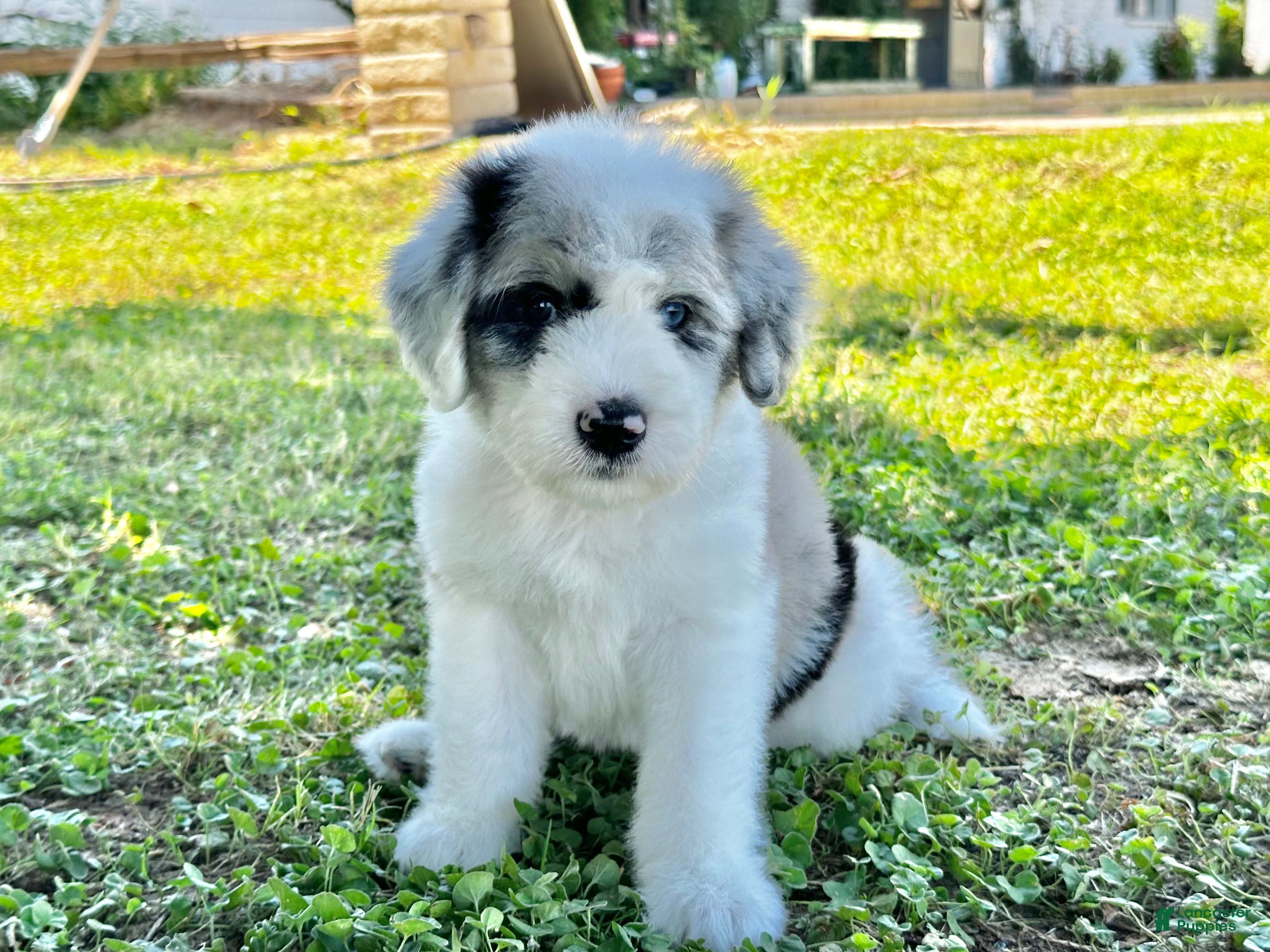 Sheepadoodle dogs Merle Male 2 - Ad 2