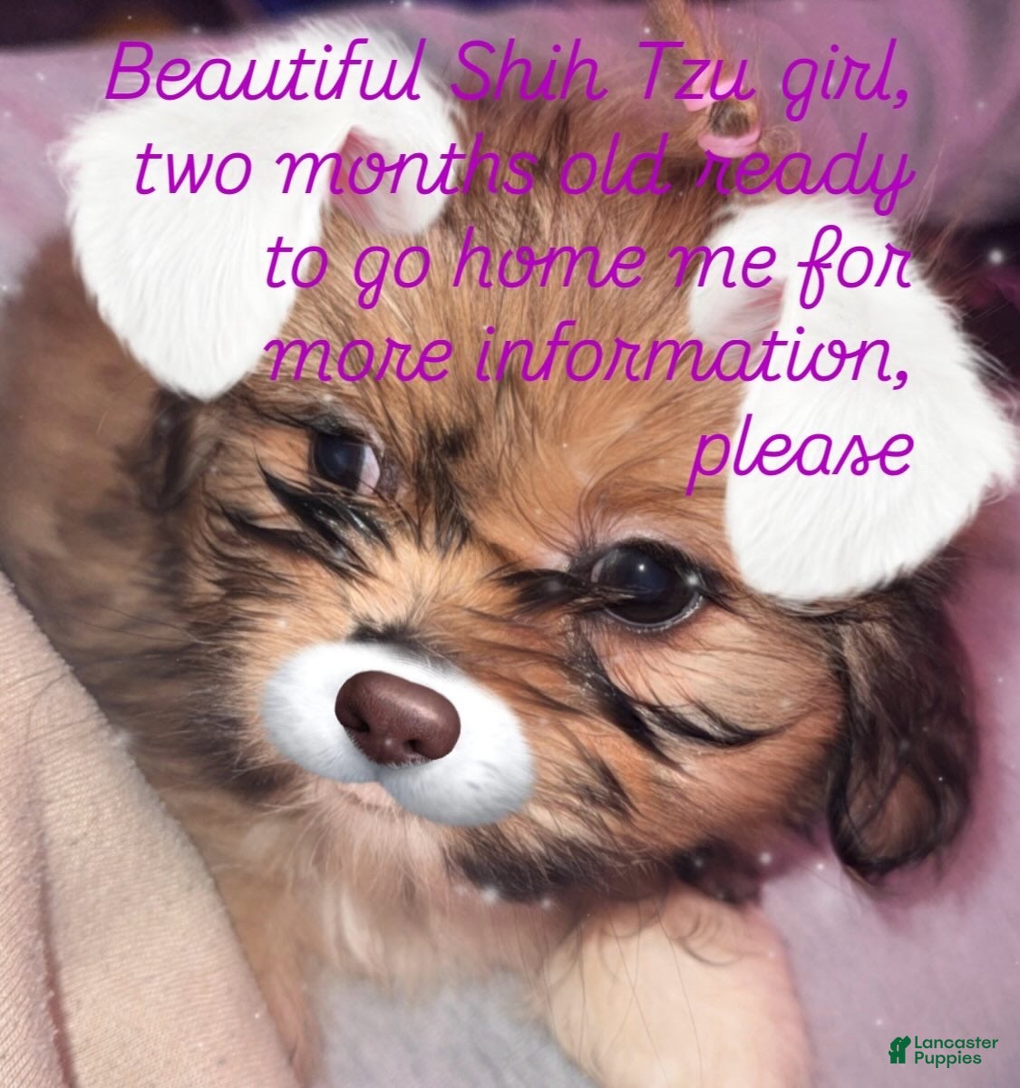 Shih Tzu dogs Shih Tzu Puppy 2 - Ad 39