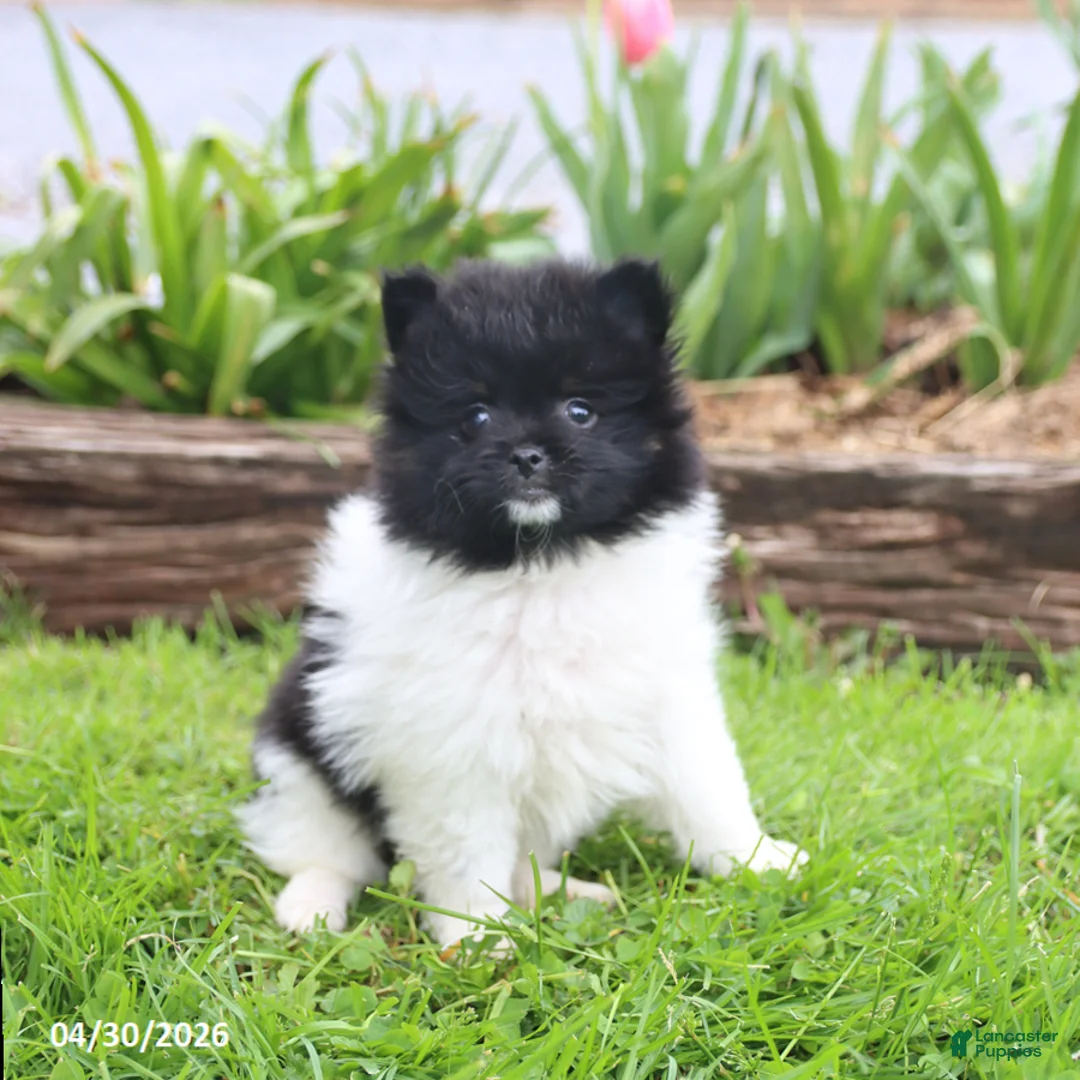 Pomeranian dogs for sale: Top Hat - Ad 5