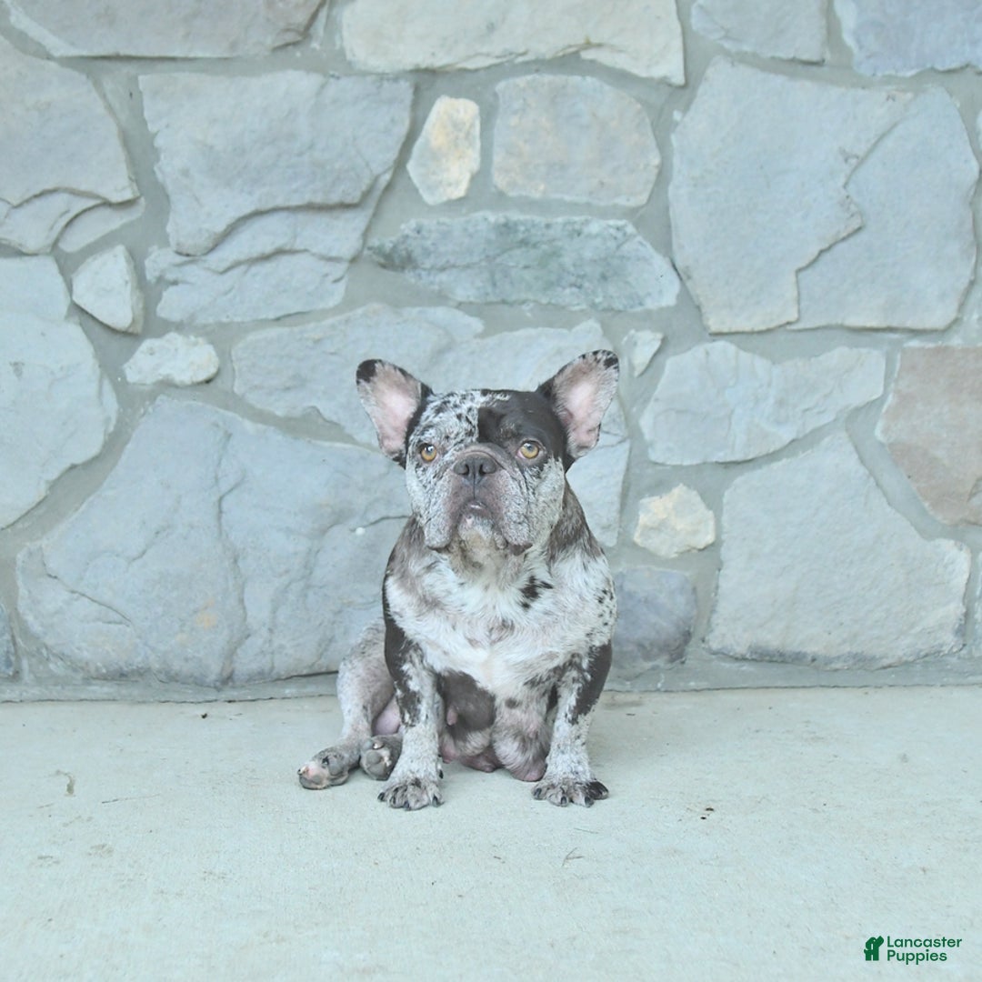 French Bulldog dogs for sale: Zinker - Ad 4