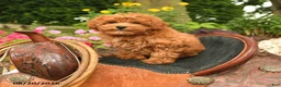 Miniature Labradoodle dogs for sale: Muffin - Ad 5