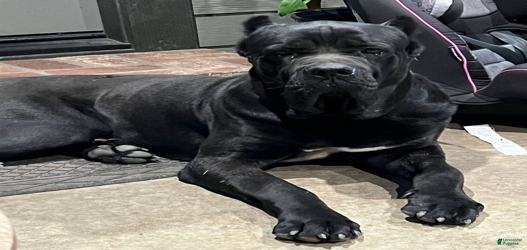 Gallery Image {{count}}