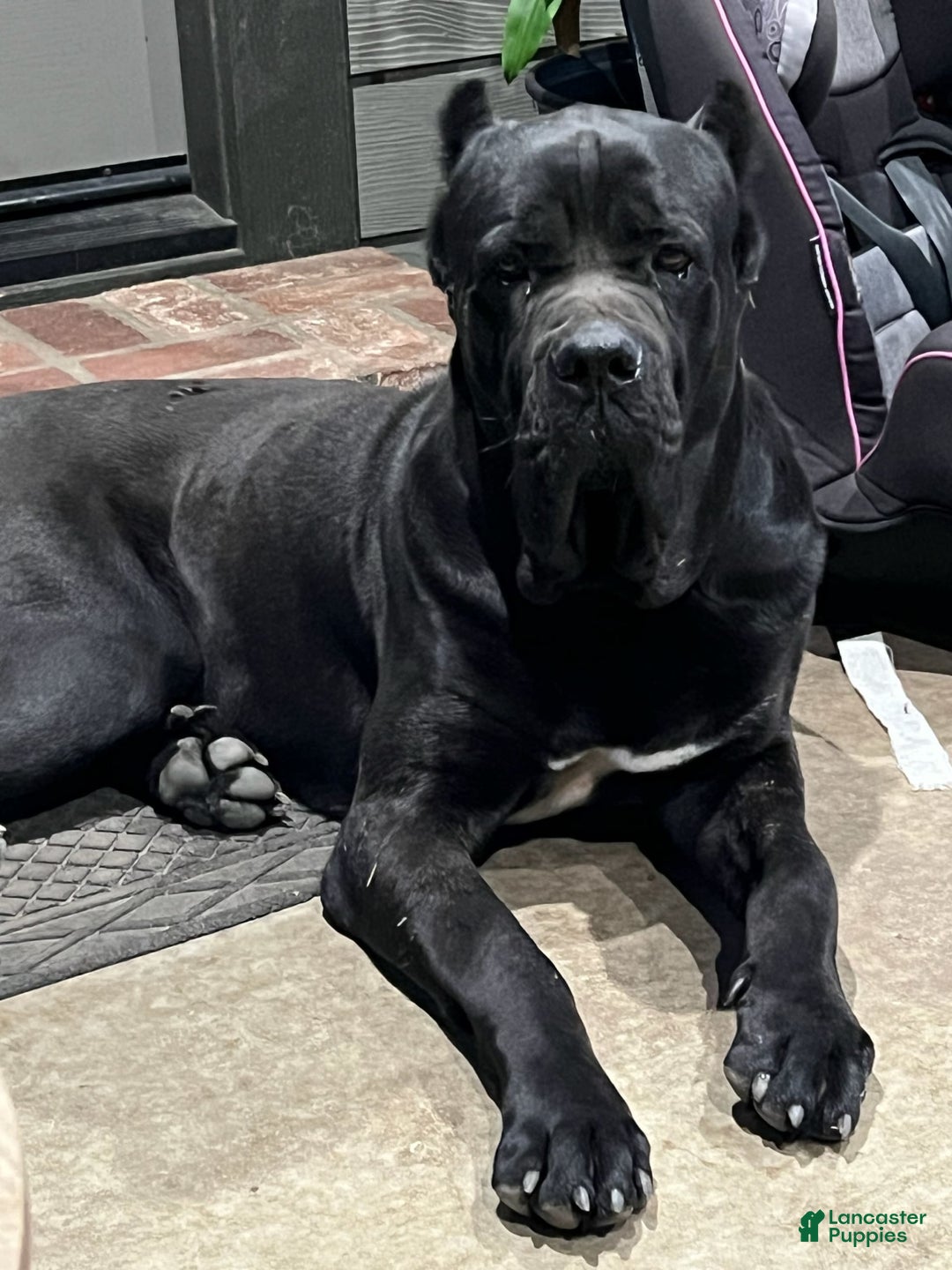 Gallery Image {{count}}