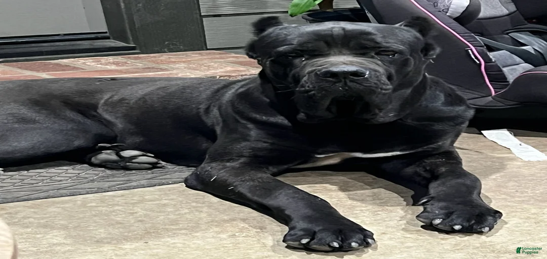 Gallery Image {{count}}