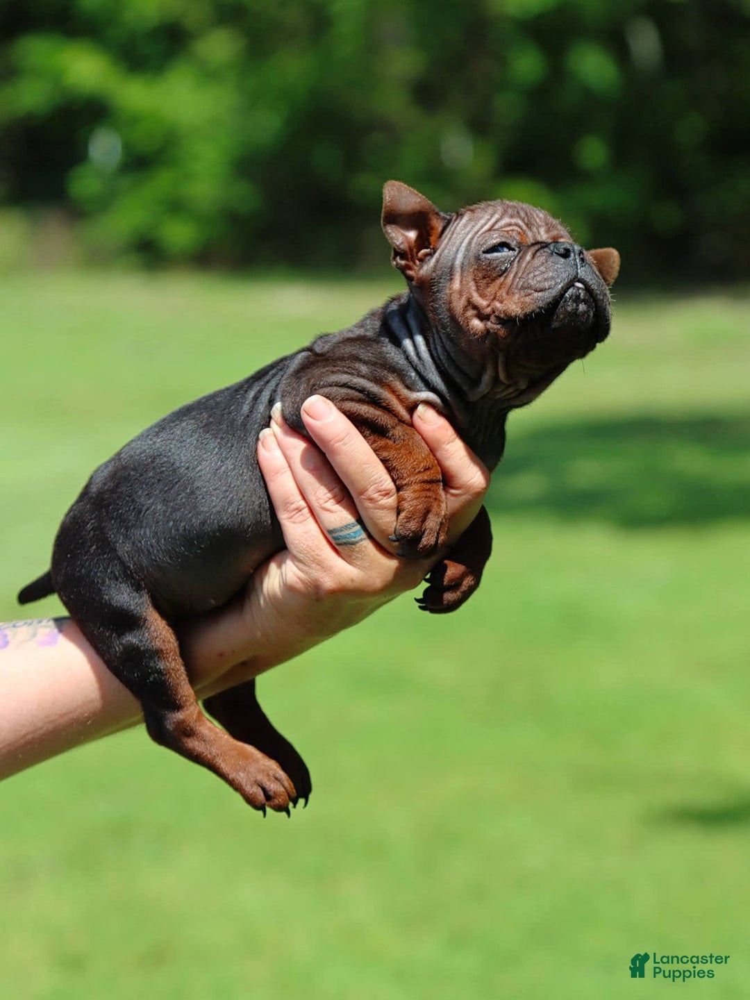 Shar Pei dogs for sale: Chongqin - Ad 4
