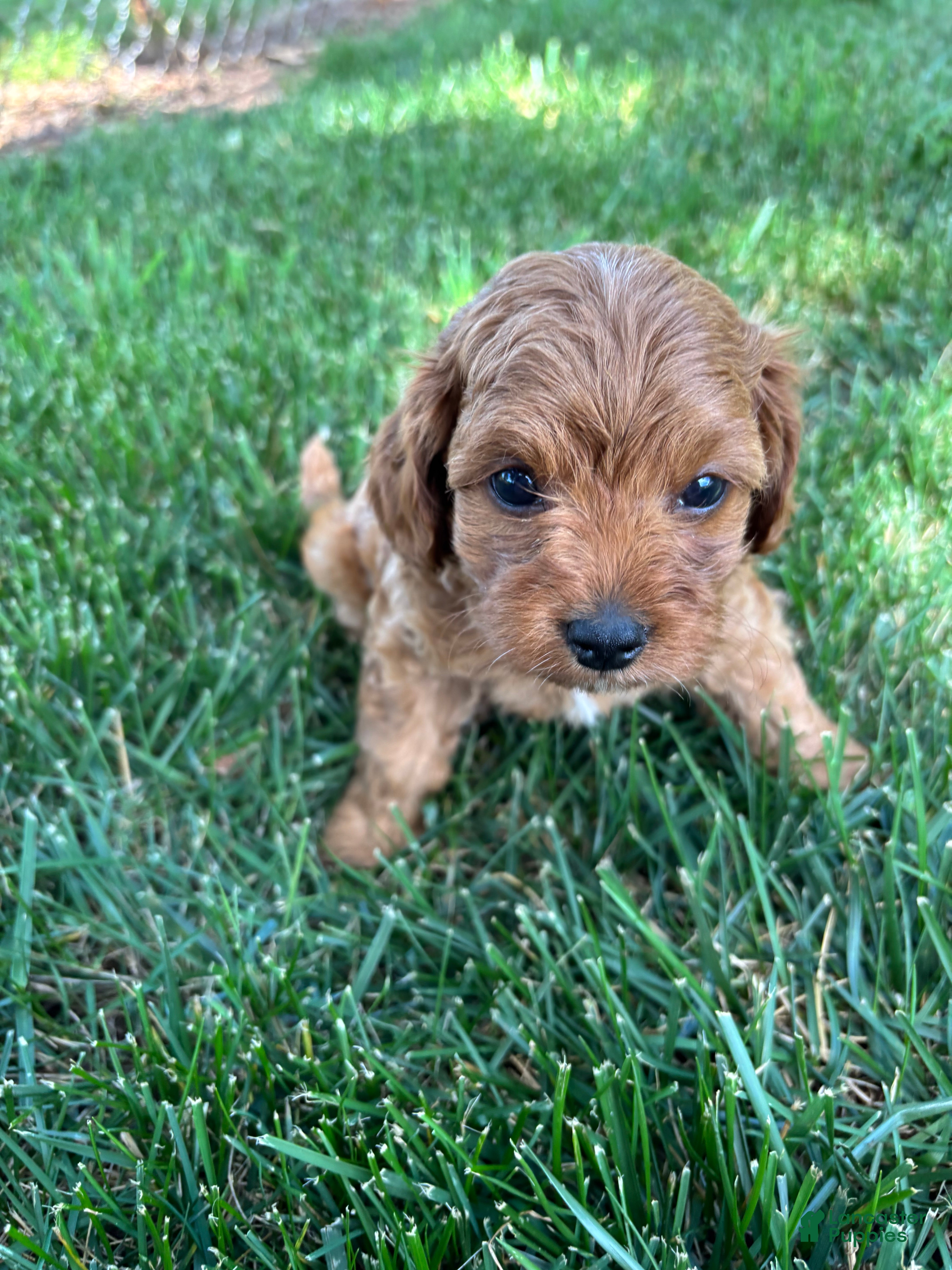 Cavapoo dogs Denver  - Ad 2