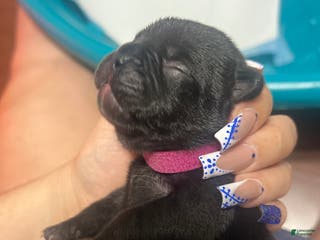 French Bulldog dogs French Bulldog Puppy 4 - Ad 15