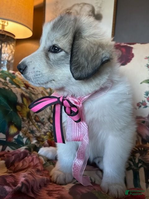 Great Pyrenees dogs Ember - Ad 2