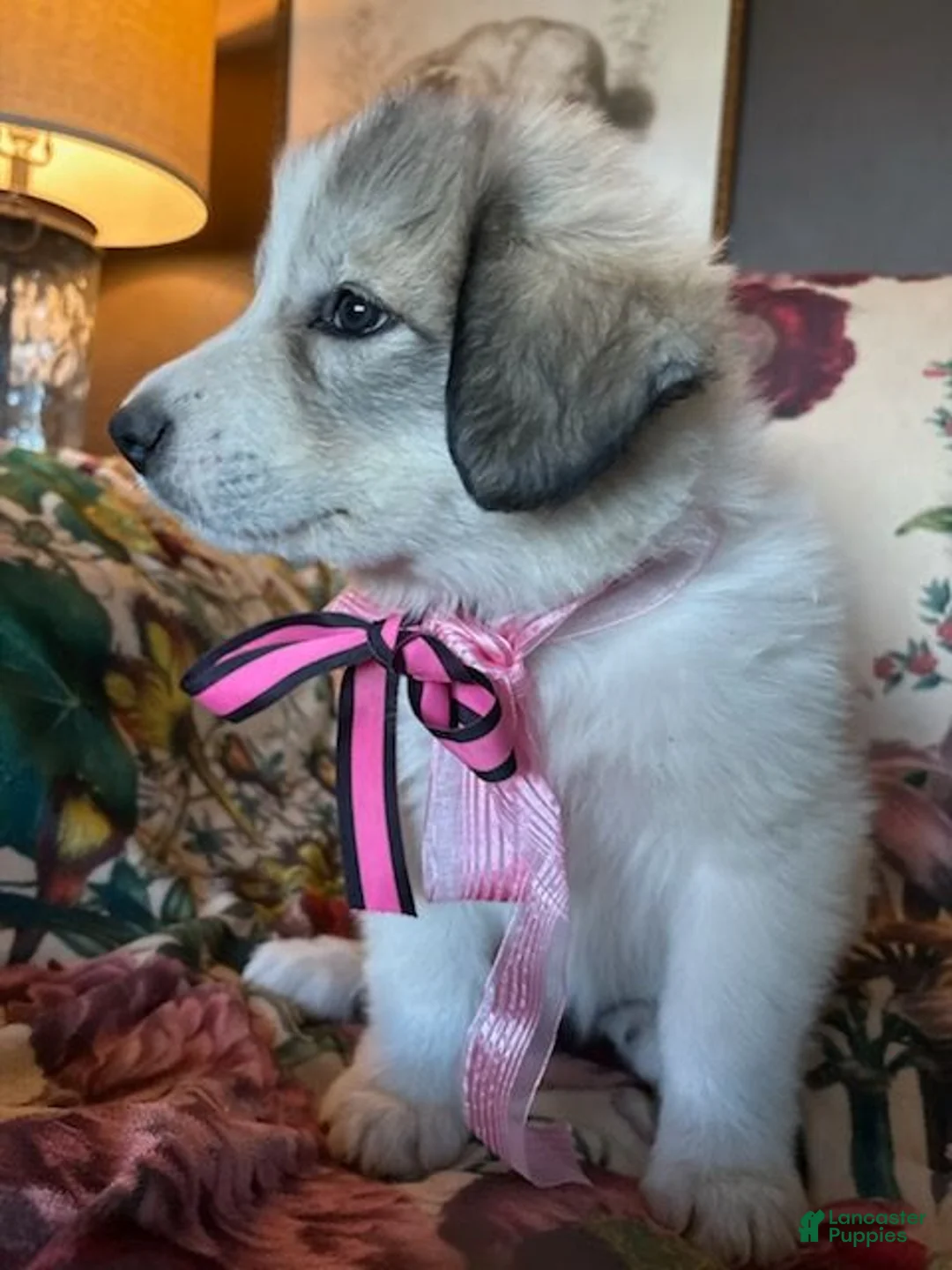 Great Pyrenees dogs for sale: Ember - Ad 2