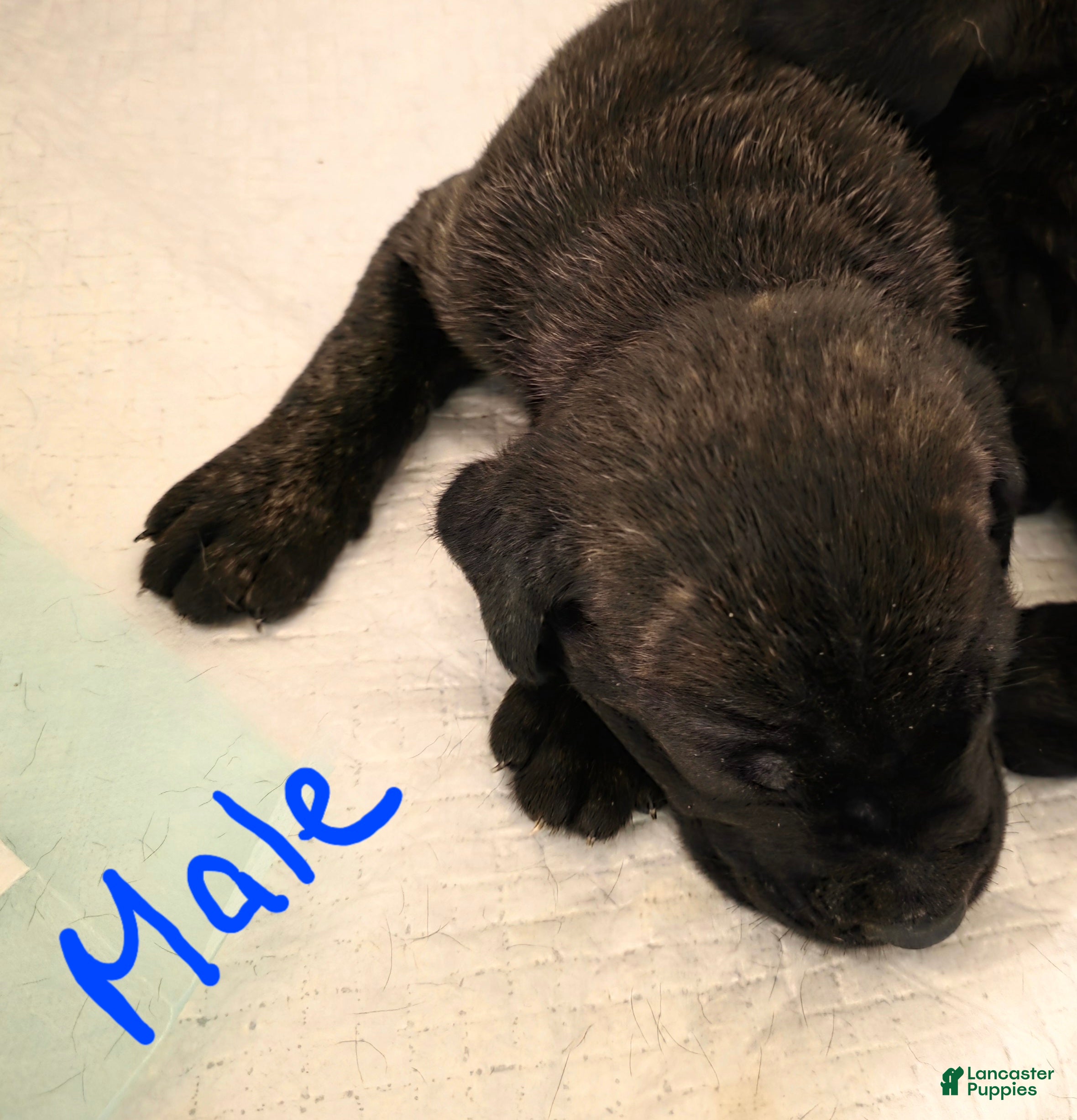 Cane Corso dogs Cane Corso Puppy 1 - Ad 17