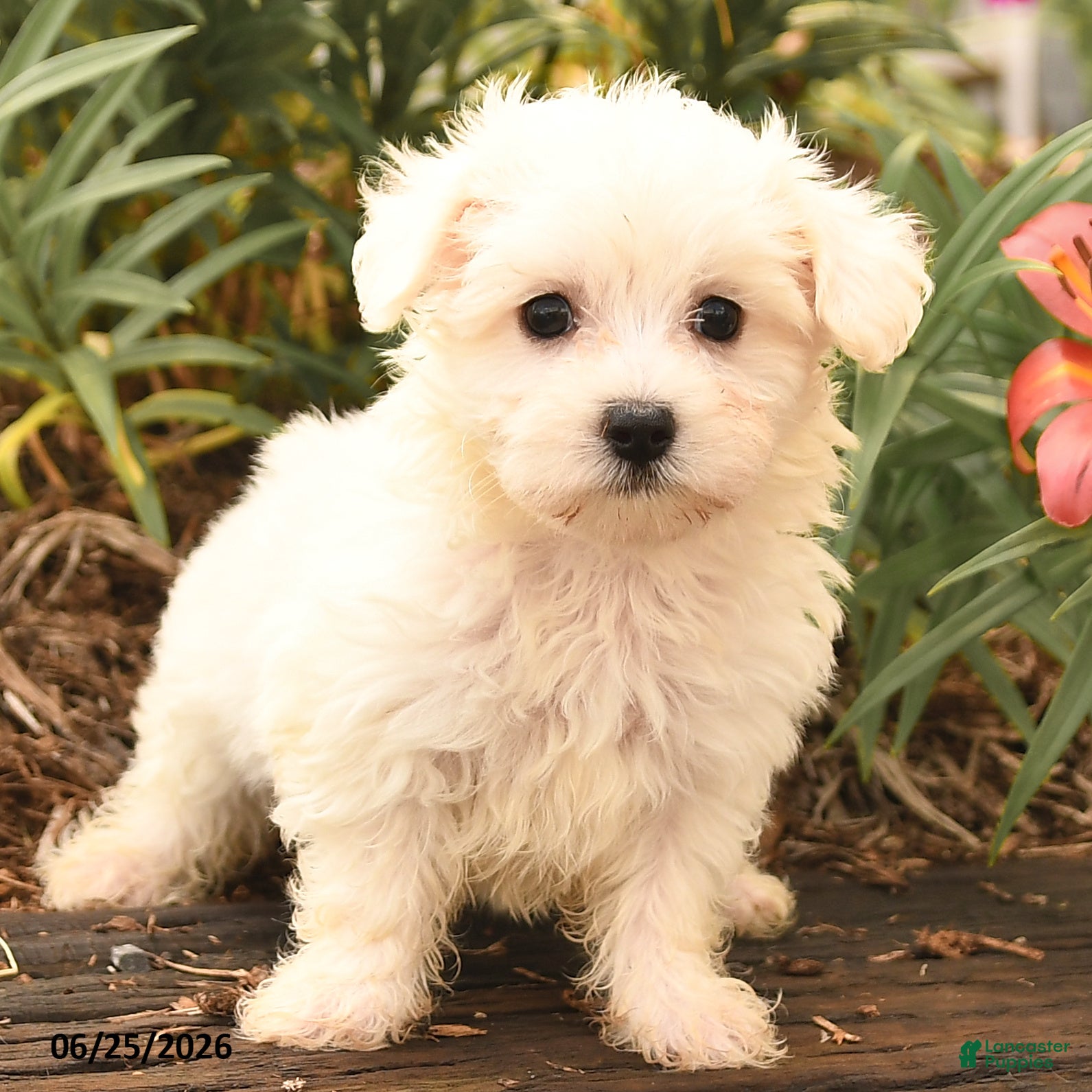 Maltese dogs Robin - Ad 2