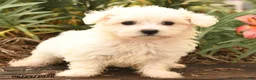 Maltese dogs for sale: Robin - Ad 2