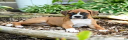 Boxer dogs for sale: Bianca - Ad 3