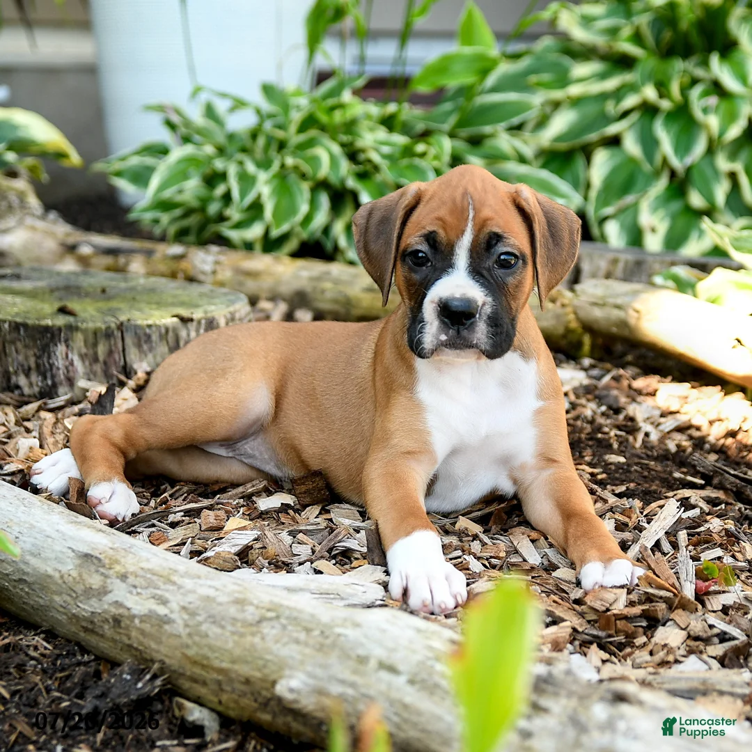 Boxer dogs for sale: Bianca - Ad 3