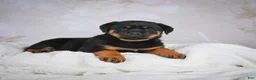 Rottweiler dogs for sale: Gracie - Ad 6
