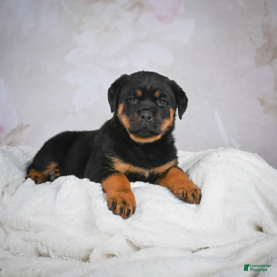 Rottweiler dogs for sale: Gracie - Ad 6