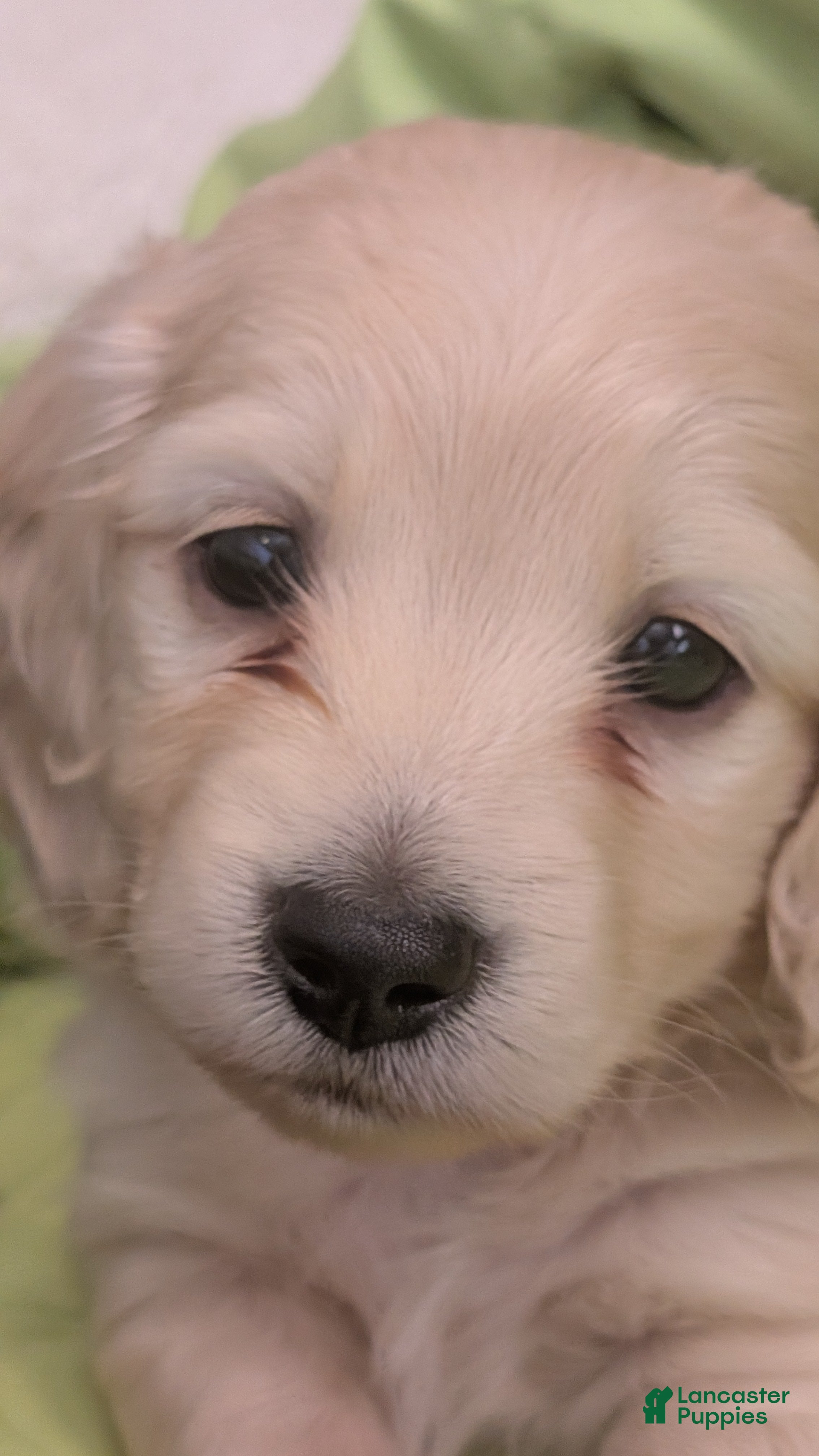 Miniature Dachshund dogs Creamy - Ad 1